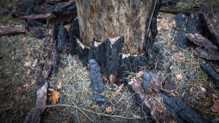Ein vom Waldbrand betroffener Baum: In Brandenburg haben infolge der Dürre 2018 große Waldflächen gebrannt.