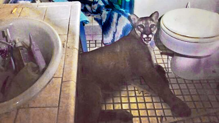 Ein Puma zwischen Waschbecken und Toilette: Durch ein eingeschlages Fenster fand die Raubkatze wieder hinaus.