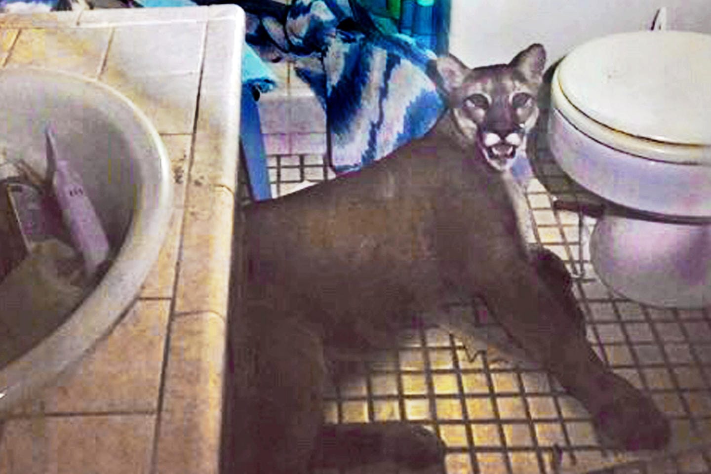 Ein Puma zwischen Waschbecken und Toilette: Durch ein eingeschlages Fenster fand die Raubkatze wieder hinaus.