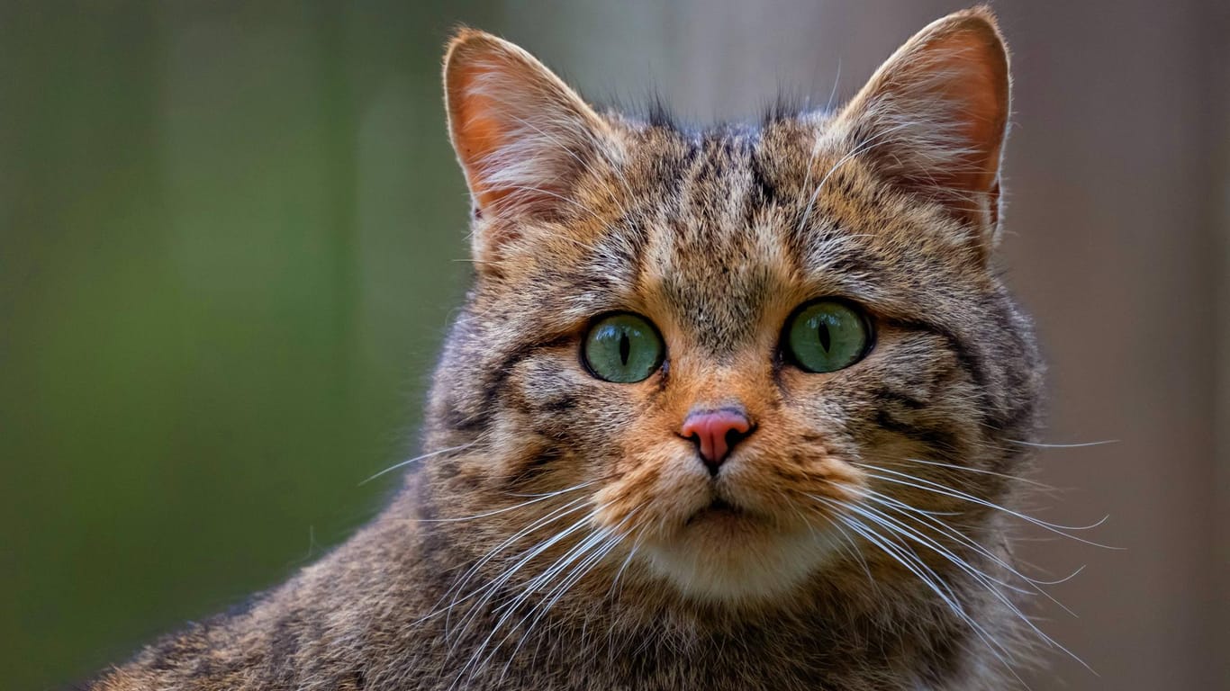 Eine Wildkatze: Es leben noch 6.000 bis 8.000 Tiere in Deutschland.