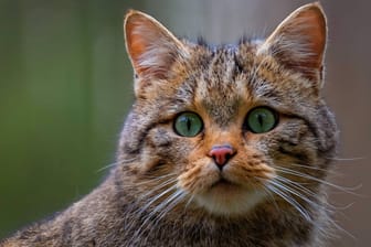 Eine Wildkatze: Es leben noch 6.000 bis 8.000 Tiere in Deutschland.