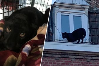 Schwarzer Panther schleicht durch französische Kleinstadt