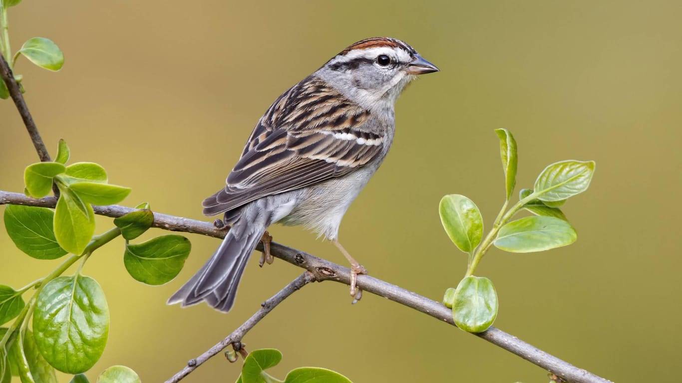 Ein Spatz in Maryland (USA): Die Vogel-Populationen gehen immer weiter zurück.