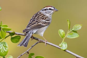 Ein Spatz in Maryland (USA): Die Vogel-Populationen gehen immer weiter zurück.