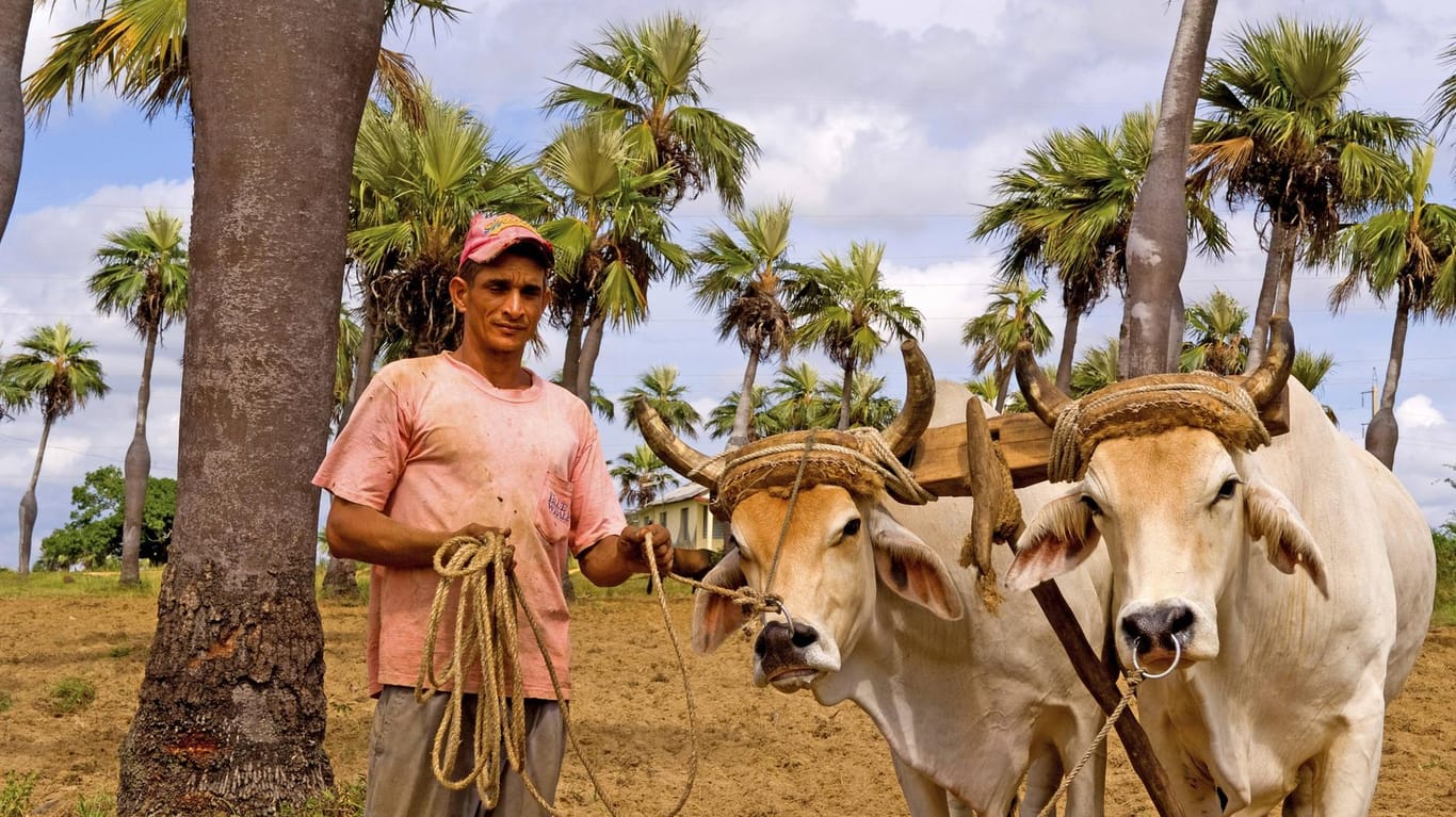 Kubanischer Bauer mit Ochsengespann (Archivbild): Die kubanische Regierung hat den Einsatz von 4.000 Ochsengspannen beschlossen.