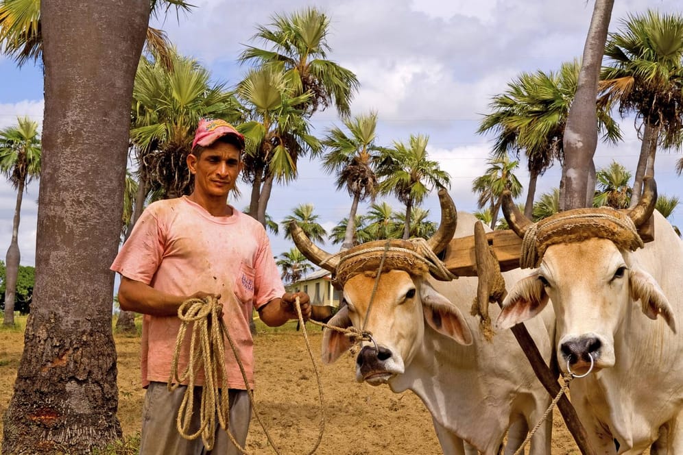 Kubanischer Bauer mit Ochsengespann (Archivbild): Die kubanische Regierung hat den Einsatz von 4.000 Ochsengspannen beschlossen.