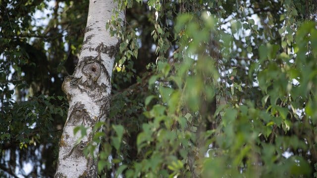 Birke: Der Baum des Nachbarns wird nicht von jedem geduldet. Muss er deswegen gefällt werden?