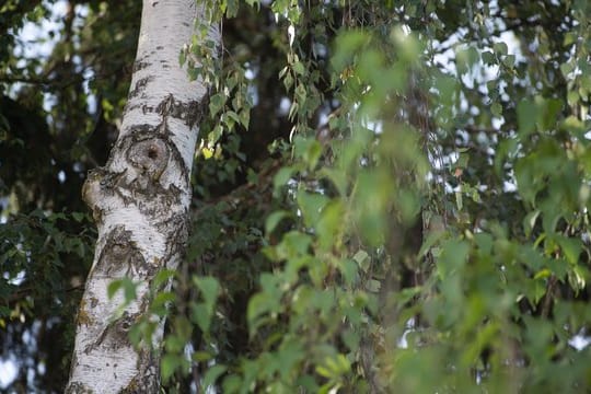 Birke: Der Baum des Nachbarns wird nicht von jedem geduldet. Muss er deswegen gefällt werden?