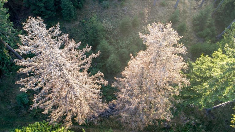 Waldsterben im Taunus 15 09 2019 Oberursel Hessen Abgestorbene Fichten stehen im Wald auf dem Ta