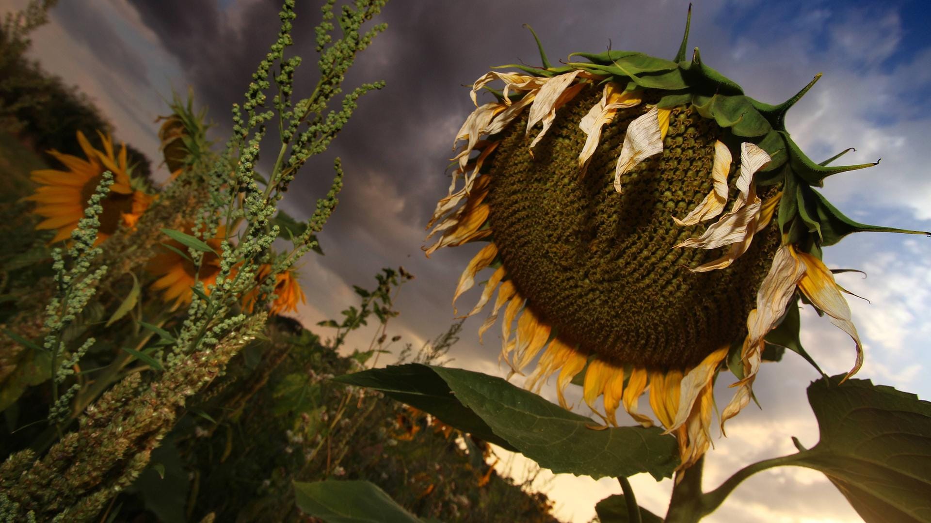 Sonnenblumen leiden unter der Trockenheit: Alarmstufe Rot für die tieferen Bodensegmente.