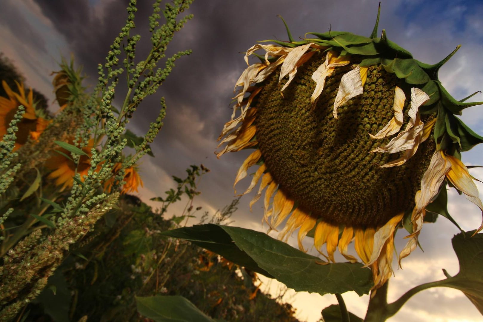 Sonnenblumen leiden unter der Trockenheit: Alarmstufe Rot für die tieferen Bodensegmente.