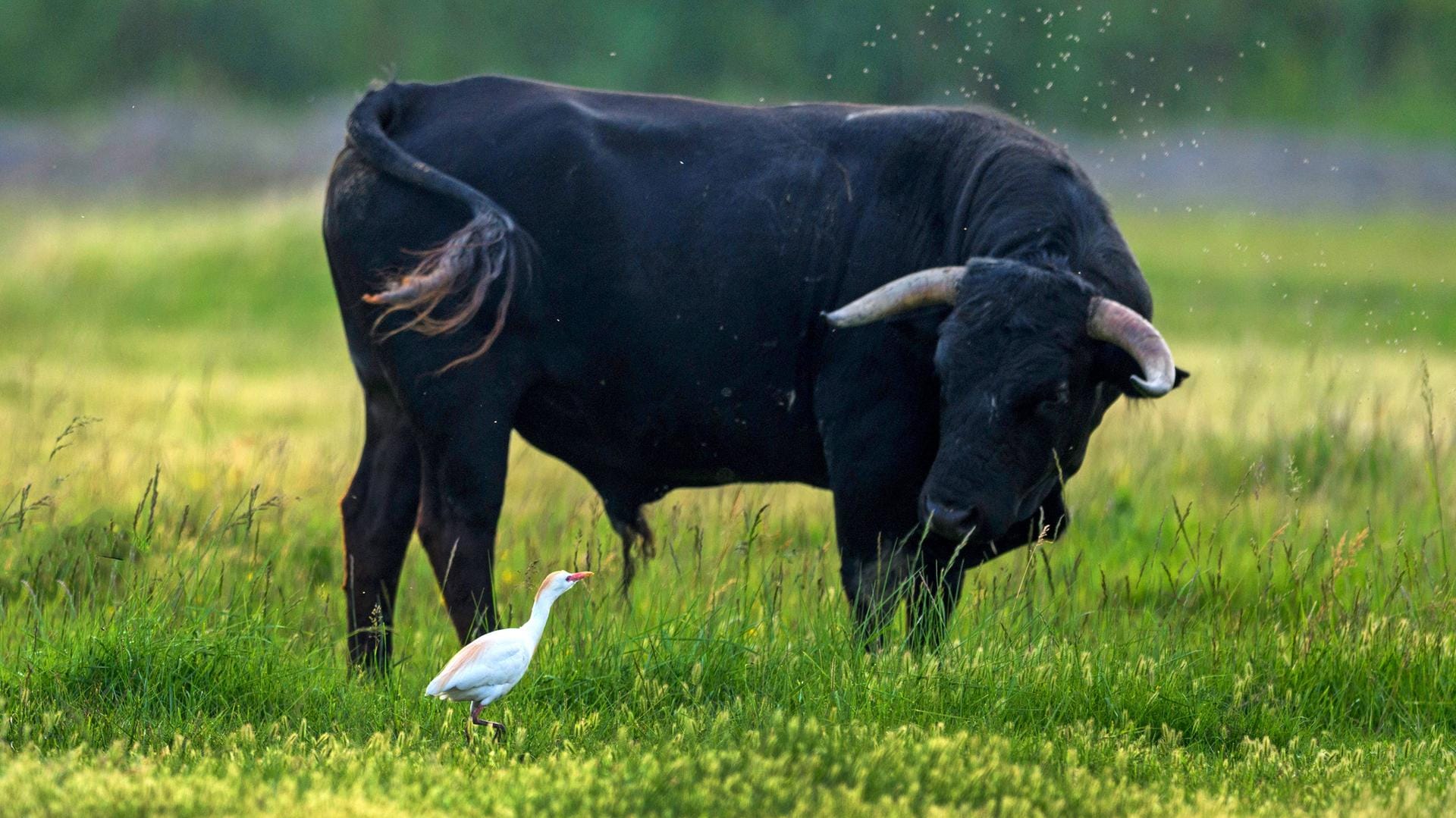 Ein schwarzer Stier steht auf einer Wiese (Symbolbild): Der Mann musste von einem Hubschrauber ins Krankenhaus gebracht werden.