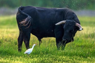 Ein schwarzer Stier steht auf einer Wiese (Symbolbild): Der Mann musste von einem Hubschrauber ins Krankenhaus gebracht werden.