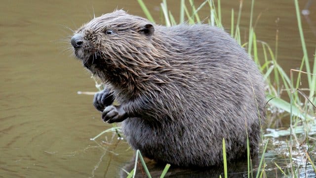 Biber, Wolf und Goldschakal sind in Europa auf dem Vormarsch.