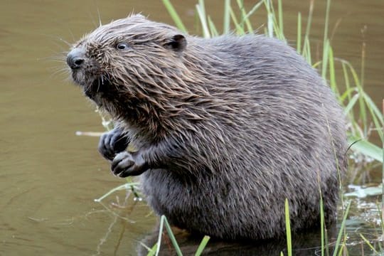 Biber, Wolf und Goldschakal sind in Europa auf dem Vormarsch.