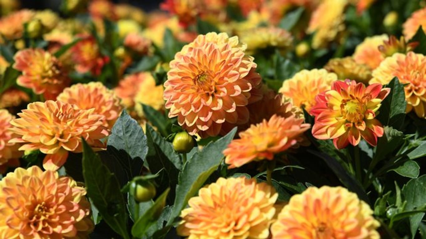 Dahlien sind beliebte Blühpflanzen im Garten.