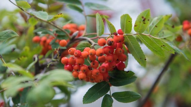 Vogelbeeren sind nicht giftig.