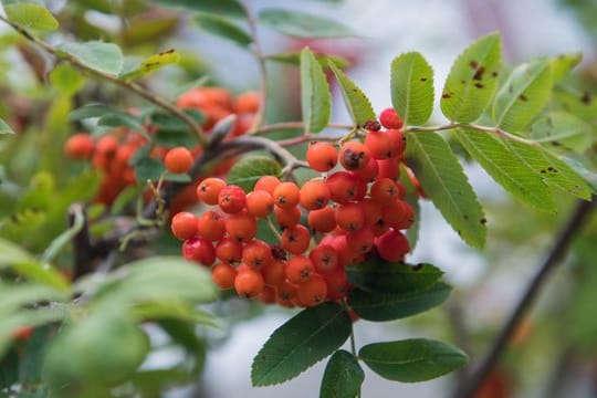 Vogelbeeren sind nicht giftig.