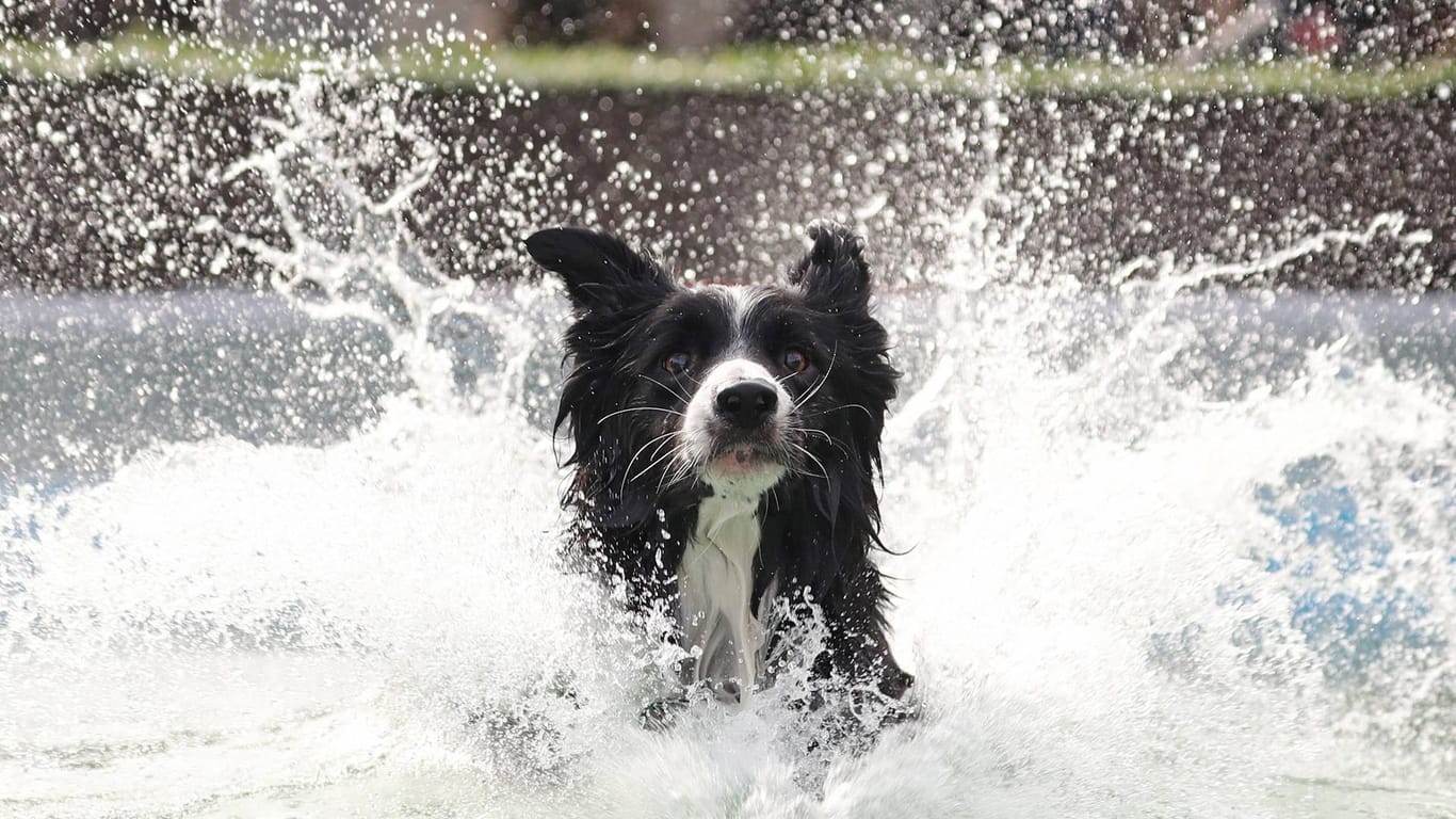 Ein Hund schwimmt in einem Pool: Gerade im Sommer tut die Abkühlung gut.