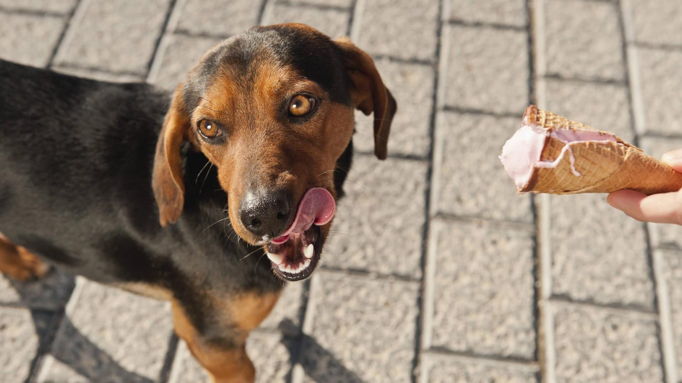 Ein Hund nascht an einer Kugel Eis: In Bonn gibt es jedoch Eiscreme speziell für Hunde.