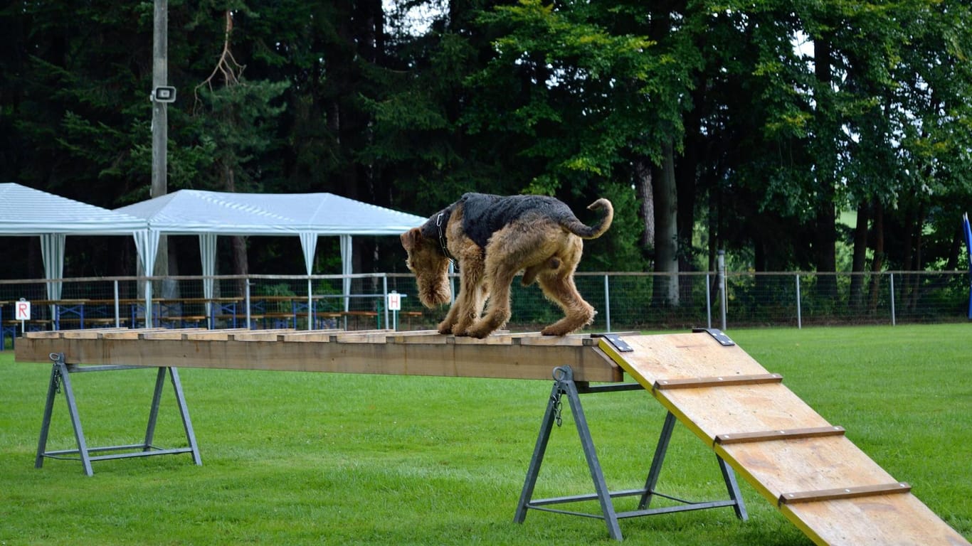 Airdale Terrier überquert ein Hindernis: Das Training mit Hunden lastet Ihren Vierbeiner gezielt aus.