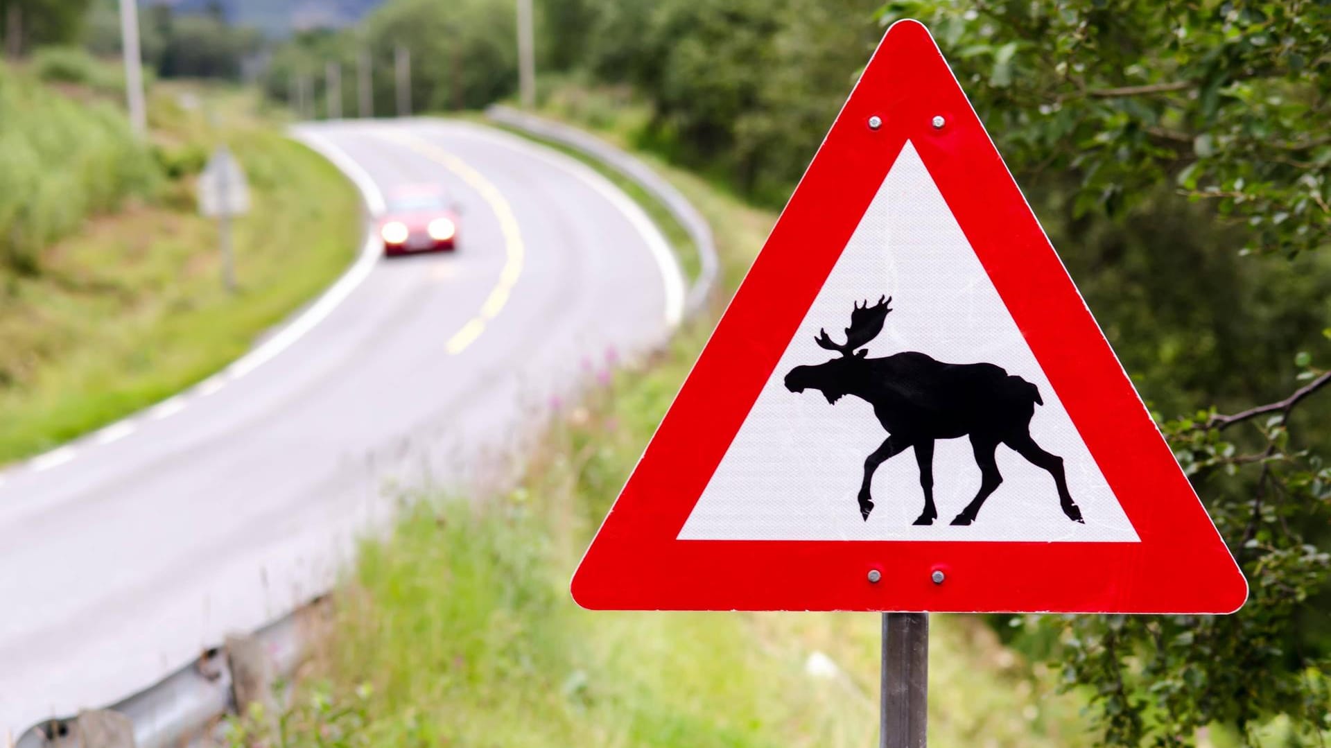 Achtung, Elche: In Schweden ist ein Biker mit einem Tier kollidiert. (Symbolbild)