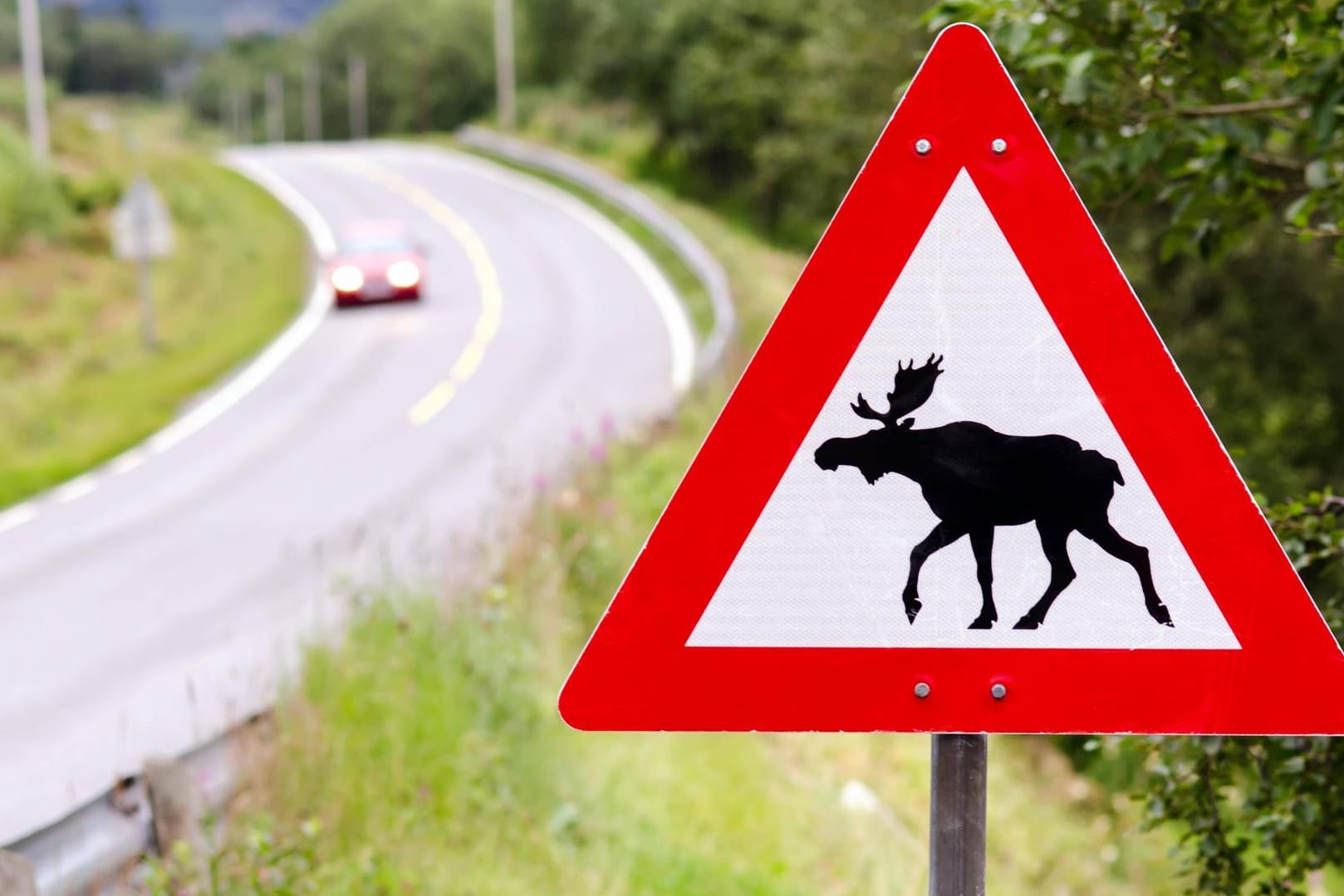 Achtung, Elche: In Schweden ist ein Biker mit einem Tier kollidiert. (Symbolbild)