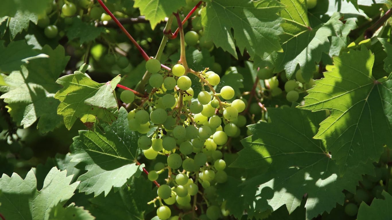 Weintrauben: Bei der Ernte ist ein Senior verstorben. (Symbolbild)