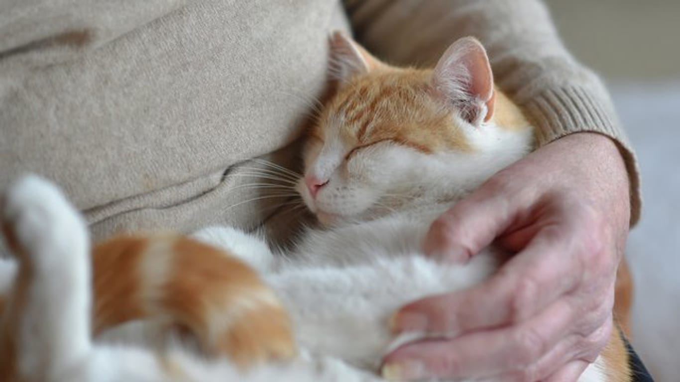 Ein Test zeigt, dass sich Katzen in neuen Situationen ihren Besitzern gegenüber ähnlich verhalten wie Kleinkinder gegenüber ihren Eltern.