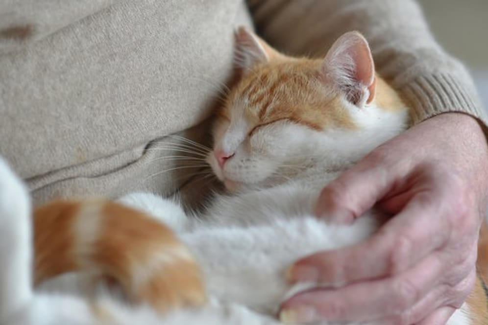 Ein Test zeigt, dass sich Katzen in neuen Situationen ihren Besitzern gegenüber ähnlich verhalten wie Kleinkinder gegenüber ihren Eltern.