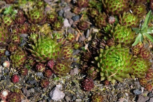 Der Hauswurz: Diese Pflanzenart fühlt sich besonders in kiesig-steinigen Flächen wohl.