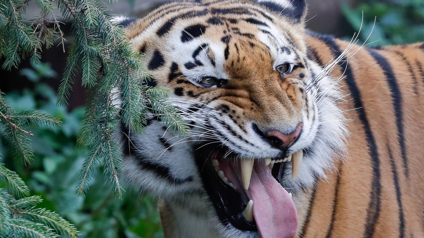 Ein Amur-Tiger: Die Tiere sind vom Aussterben bedroht. (Symbolbild)