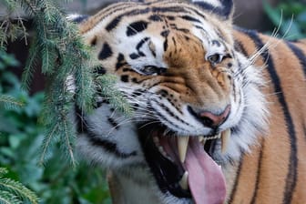 Ein Amur-Tiger: Die Tiere sind vom Aussterben bedroht. (Symbolbild)