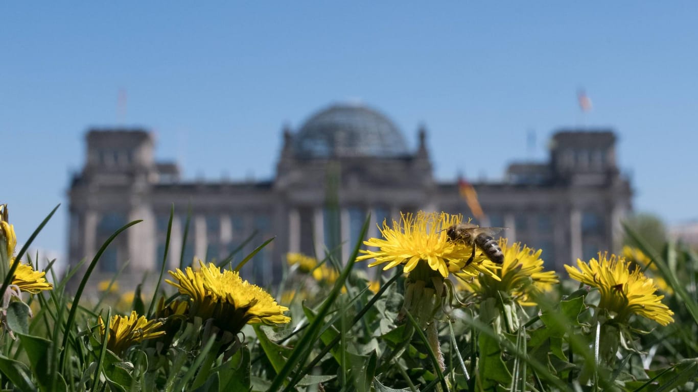 Eine Biene sitzt auf einem Löwenzahn vor dem Berliner Reichstag: Im September hat die Bundesregierung einen Aktionsprogramm für den Insektenschutz beschlossen.