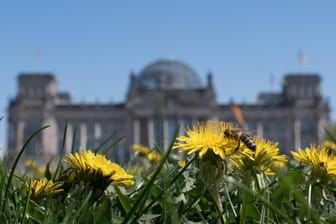 Eine Biene sitzt auf einem Löwenzahn vor dem Berliner Reichstag: Im September hat die Bundesregierung einen Aktionsprogramm für den Insektenschutz beschlossen.