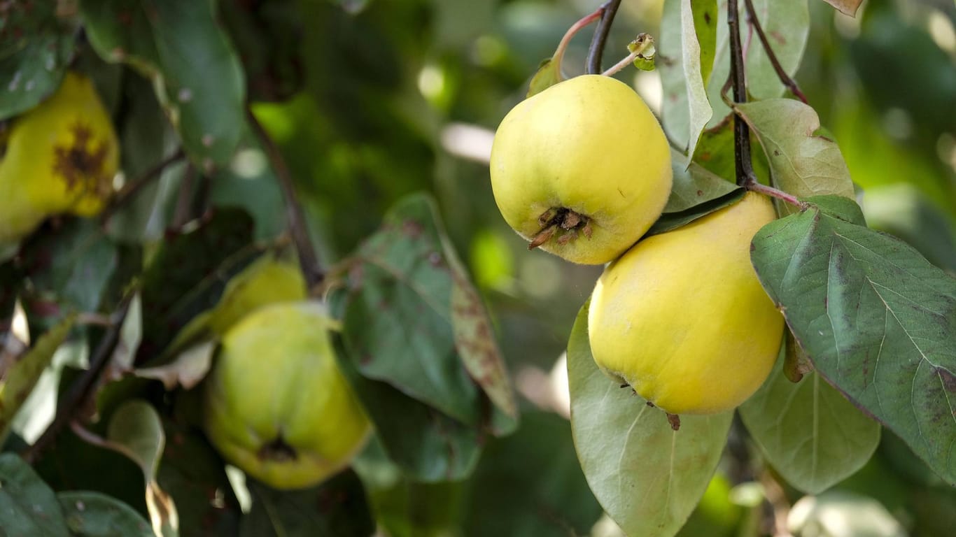 Ein Quittenbaum: Anhand der Fruchtform wird in Apfel- und Birnenquitten unterschieden. Aber der Unterschied im Geschmack beträgt nur Nuancen.