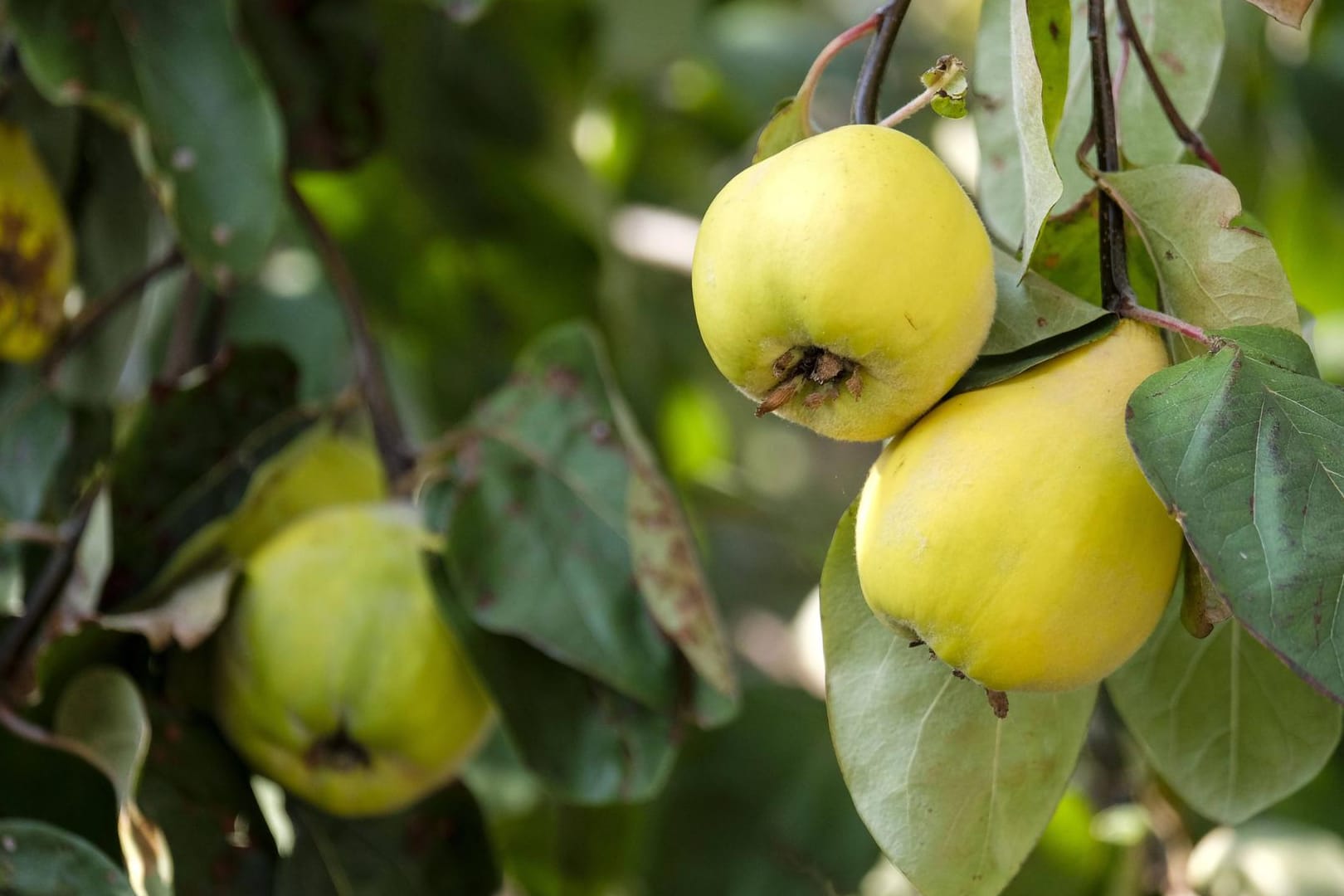 Ein Quittenbaum: Anhand der Fruchtform wird in Apfel- und Birnenquitten unterschieden. Aber der Unterschied im Geschmack beträgt nur Nuancen.