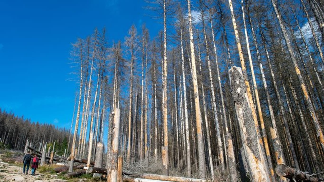 Schädlinge und die extreme Dürre haben in deutschen Wäldern massive Schäden angerichtet.