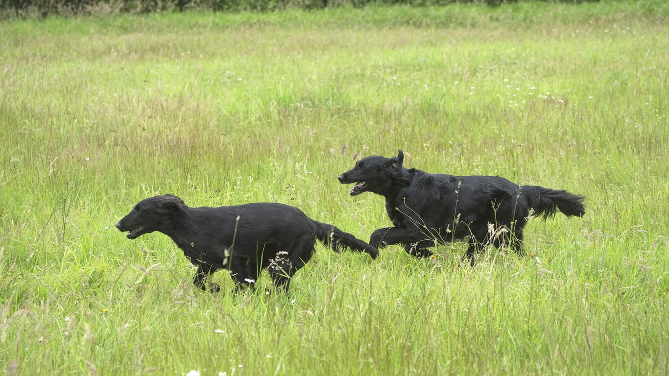 Zwei Hunde rennen auf einer Wiese: Auf Hundeauslaufflächen ist das ohne Leine problemlos möglich.
