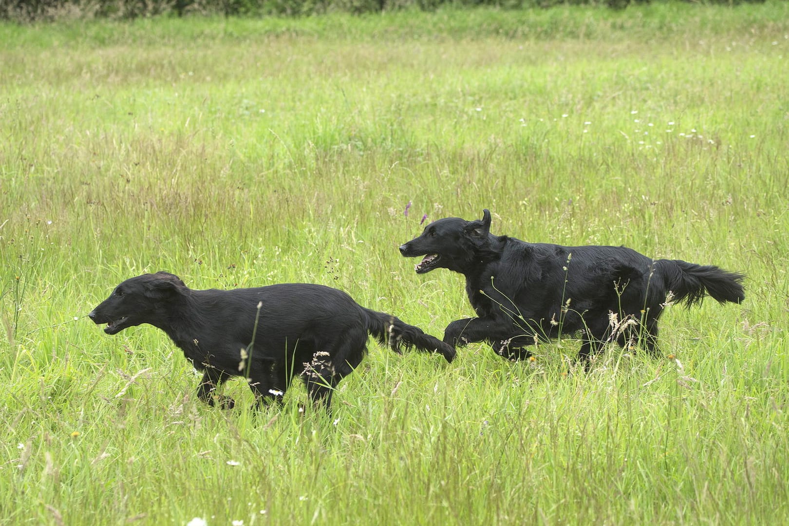 Zwei Hunde rennen auf einer Wiese: Auf Hundeauslaufflächen ist das ohne Leine problemlos möglich.