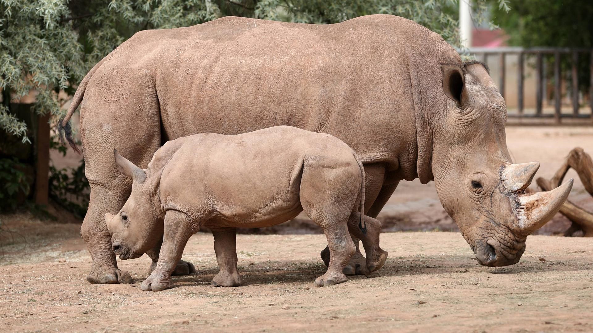 Nashörner im Erfurter Zoopark: Das Mitführen von Hunden ist hier kein Problem. Wichtig ist, dass Sie Ihren Vierbeiner an die Leine nehmen.