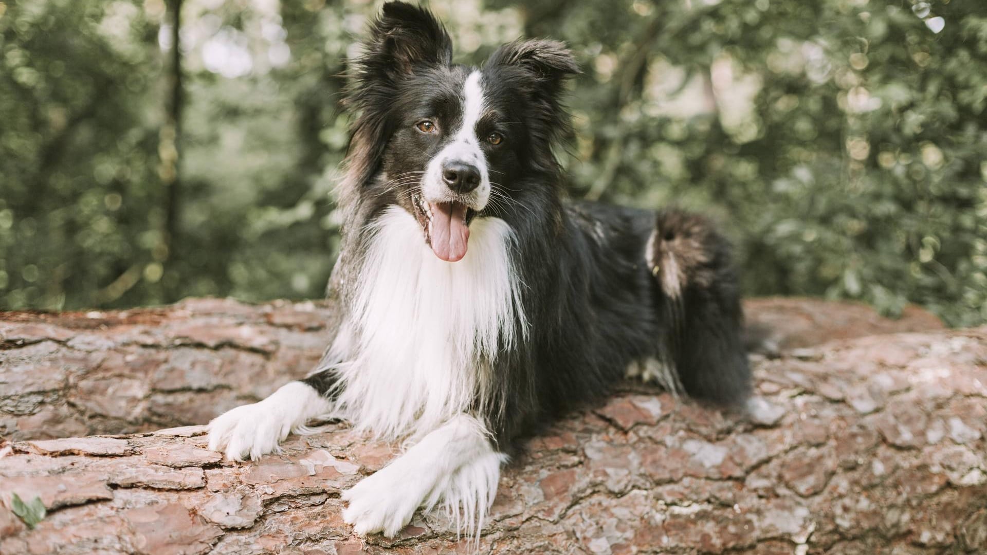 Ein Hund liegt auf einem Baumstamm im Wald: Gerade Wälder, Felder und Wiesen bieten sich super zum Auslaufen an.