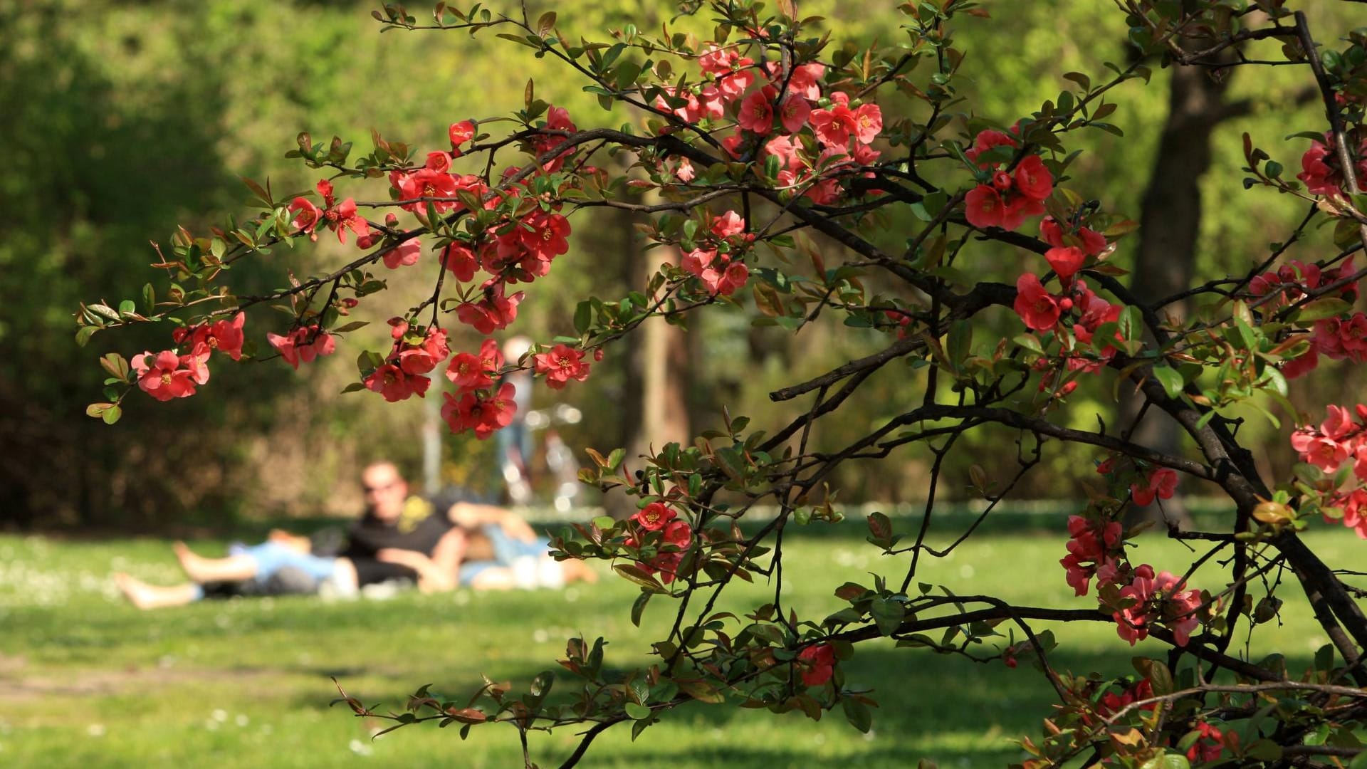 Leute sonnen sich auf der Wiese des Südparks: Der Park ist aus einem ehemaligen Friedhof hervorgegangen.