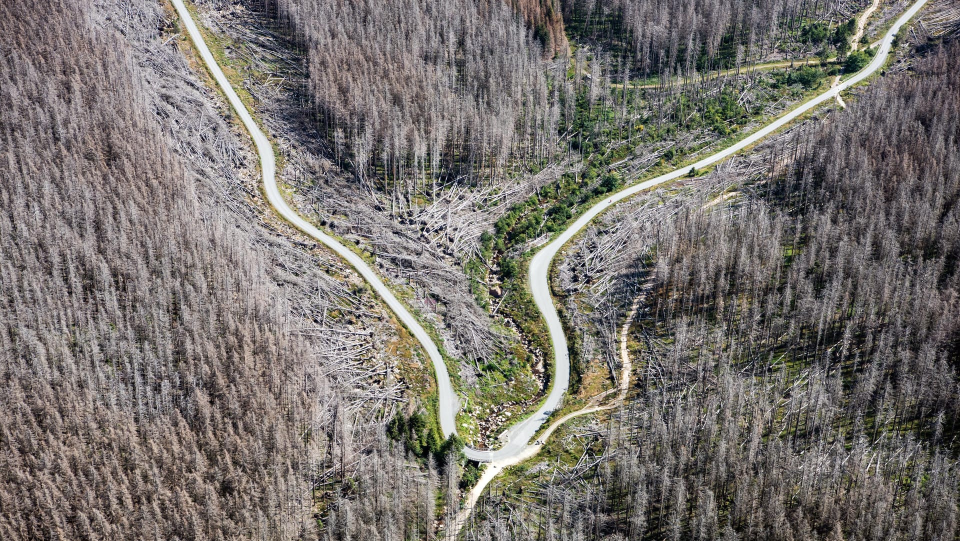 Blick auf den Nationalpark Harz mit teilweise abgestorbenen Fichten: Viele Bäume im Harz sind durch Stürme, Hitze und Borkenkäfer abgestorben.