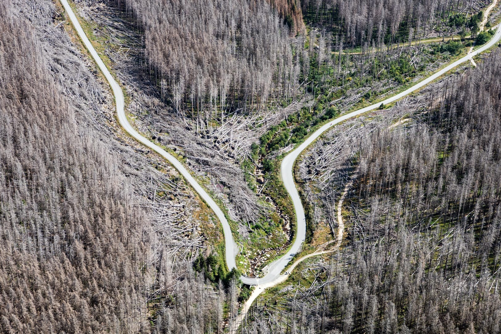 Blick auf den Nationalpark Harz mit teilweise abgestorbenen Fichten: Viele Bäume im Harz sind durch Stürme, Hitze und Borkenkäfer abgestorben.