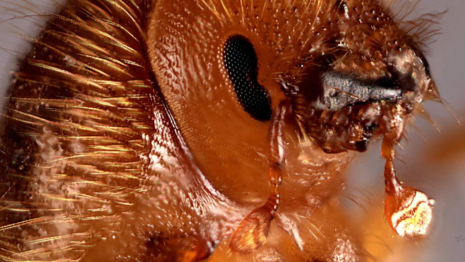 Borkenkäfer: Nach Expertenschätzungen zerstörten die Insekten allein im vergangenen Jahr etwa elf Millionen Kubikmeter Holz.