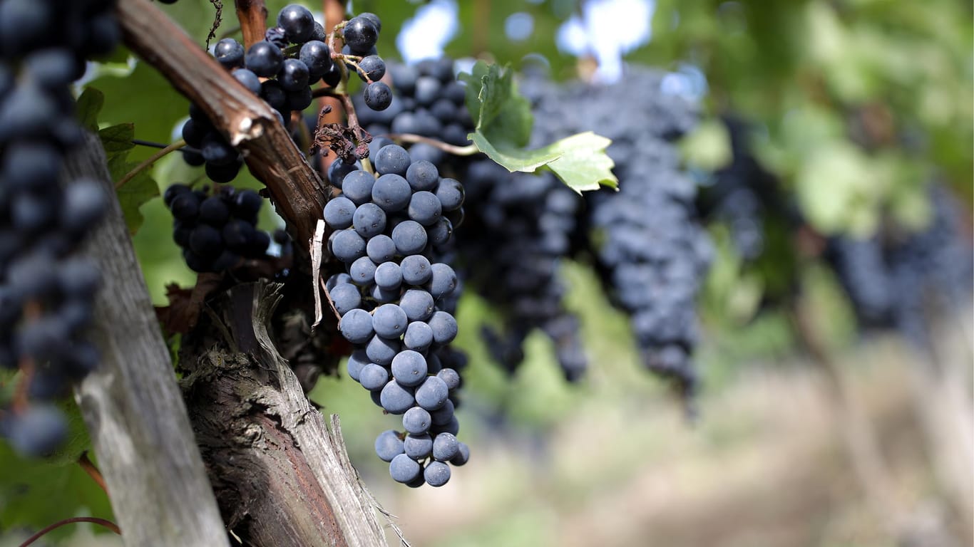 Dunkle Weinreben: Alle Reben, die auch sonst in Deutschland angebaut werden, eignen sich für den Naturwein.