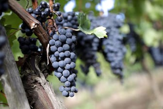 Dunkle Weinreben: Alle Reben, die auch sonst in Deutschland angebaut werden, eignen sich für den Naturwein.