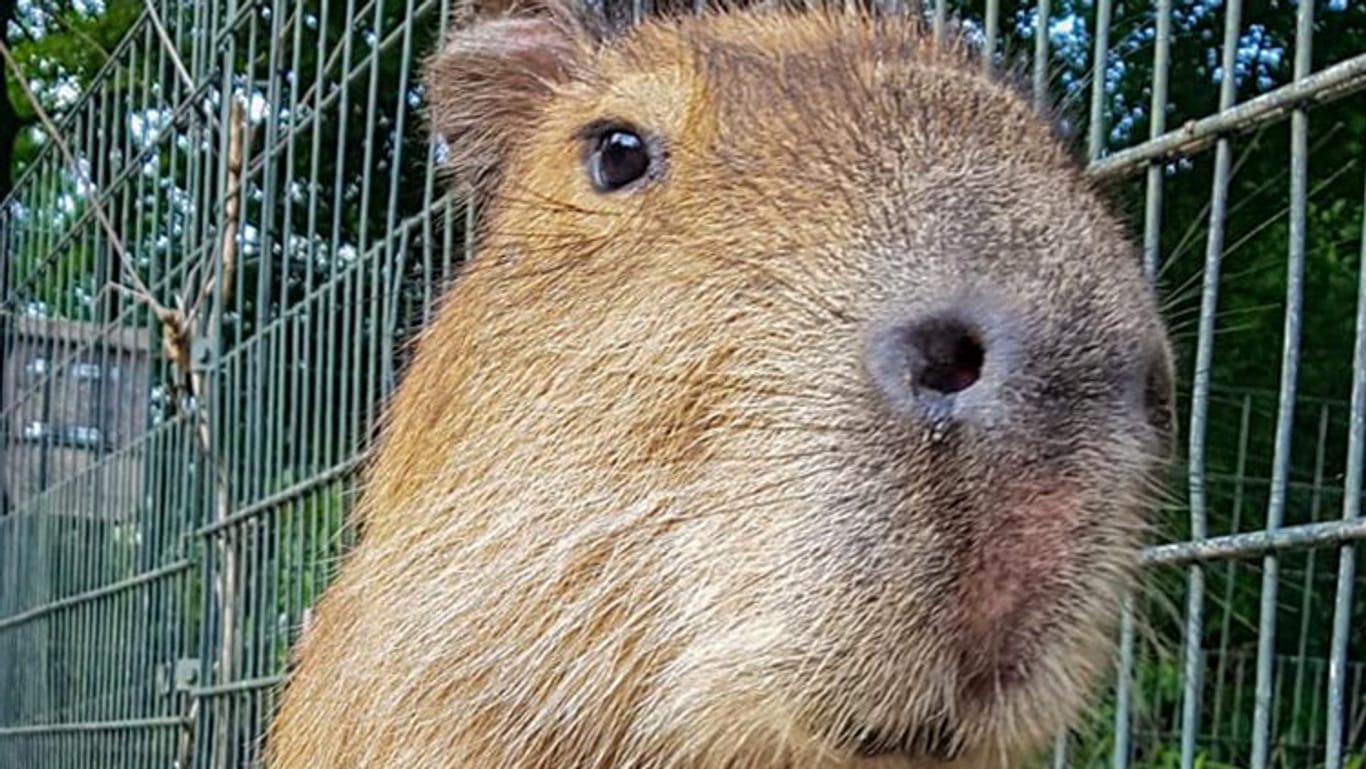 Ein Capybara-Mann: Das Wasserschwein aus dem Zoo in Dortmund hat noch keinen Namen.