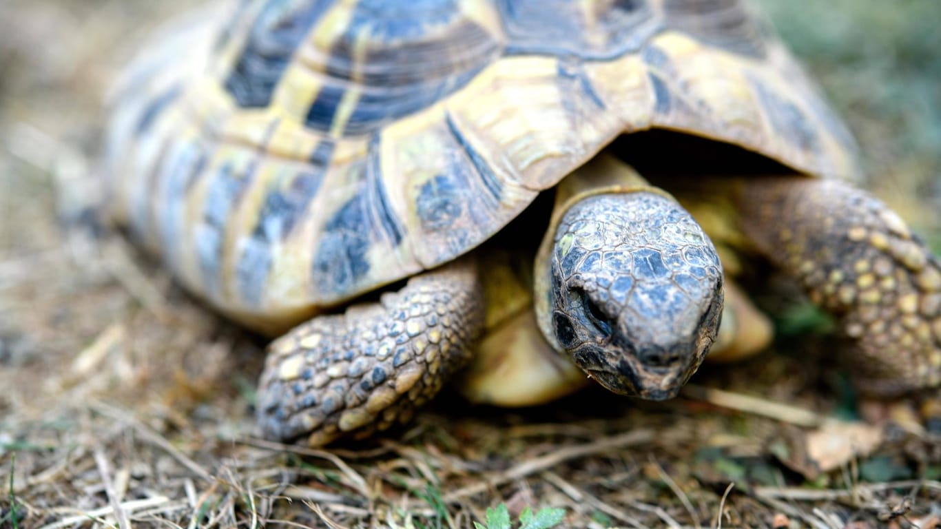 Eine Schildkröte: Der harte Panzer schützt die Tiere nicht nur vor Jägern.